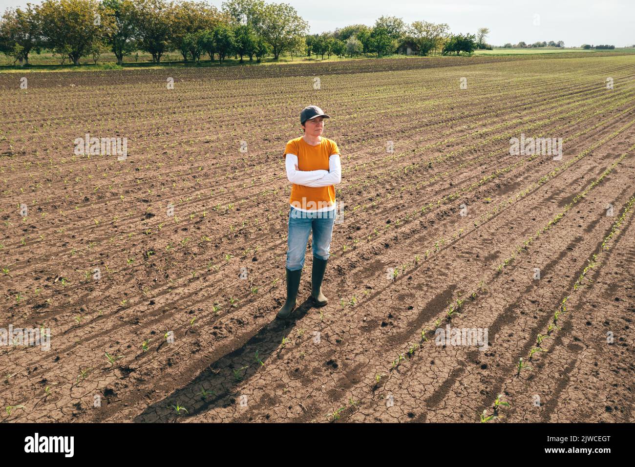 Colpo aereo di agricoltore femminile in piedi in campo di germoglio di mais e l'esame delle colture. Lavoratore di fattoria che indossa il cappello del camionista e jeans sulla piantagione dal drone p Foto Stock