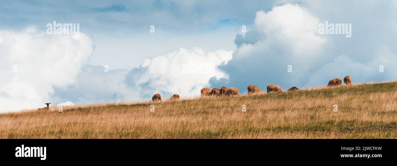 Gregge di pecore che pascolano sulla collina nella regione di Zlatibor, Serbia. Spazio copia incluso. Foto Stock