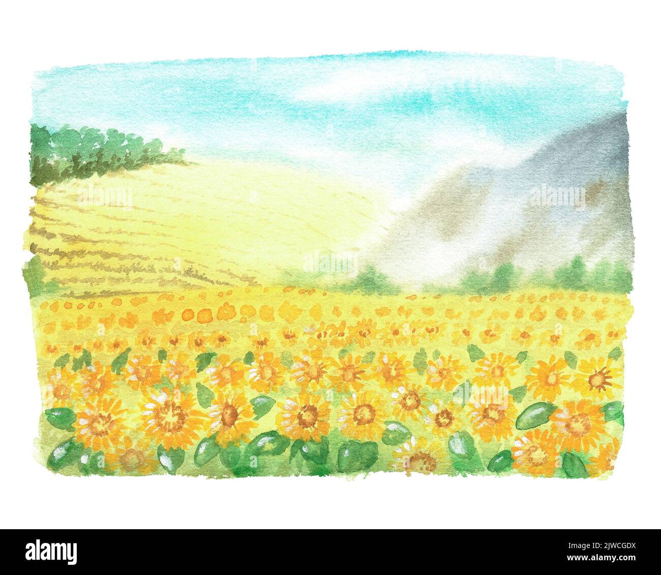 Campo di girasole. Illustrazione vintage acquerello. Isolato su sfondo bianco. Per la progettazione di adesivi, stampe, forniture da giardino, piatti, grembiuli Foto Stock