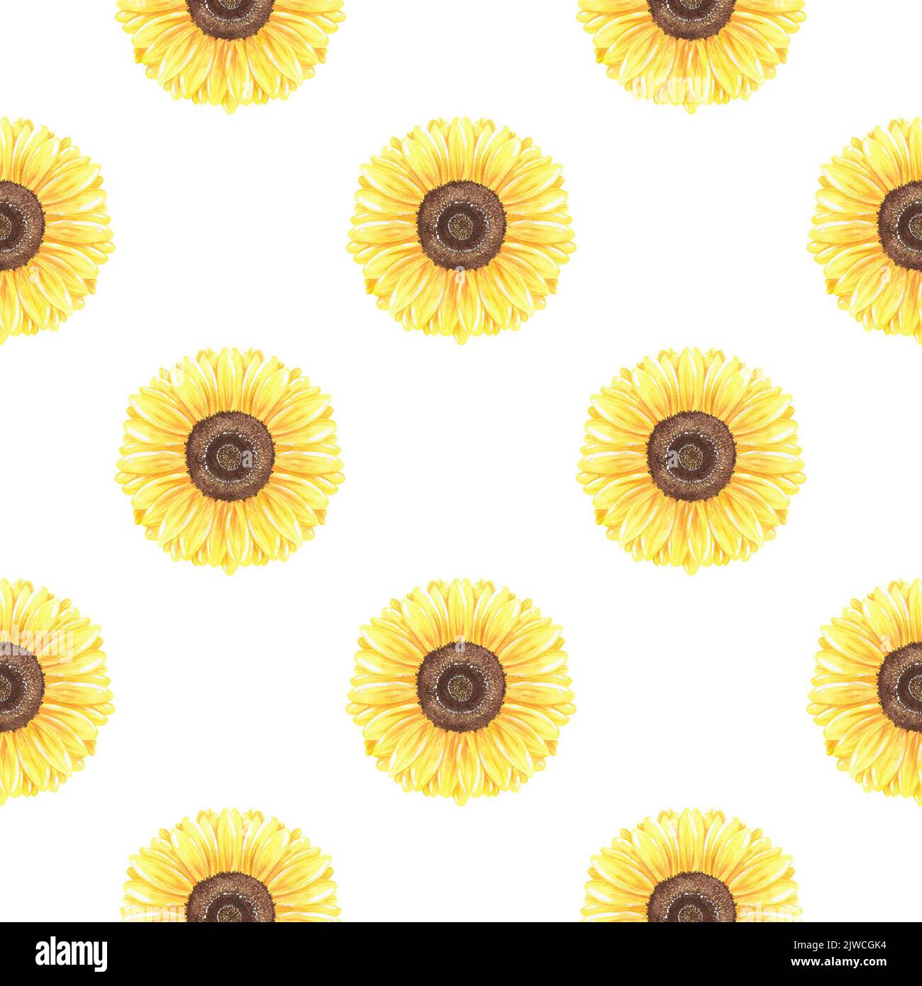 Girasoli senza cuciture. Illustrazione vintage acquerello. Isolato su sfondo bianco. Per la progettazione di accessori da cucina, involucro, carta da parati. Foto Stock