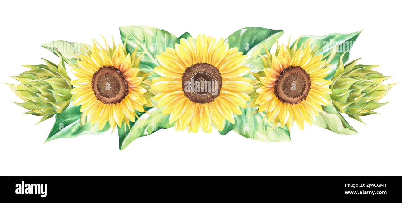 Bordo girasoli. Acquerello illustrazione botanica. Isolato su sfondo bianco. Per la progettazione di forniture da giardino, accessori da cucina. Foto Stock