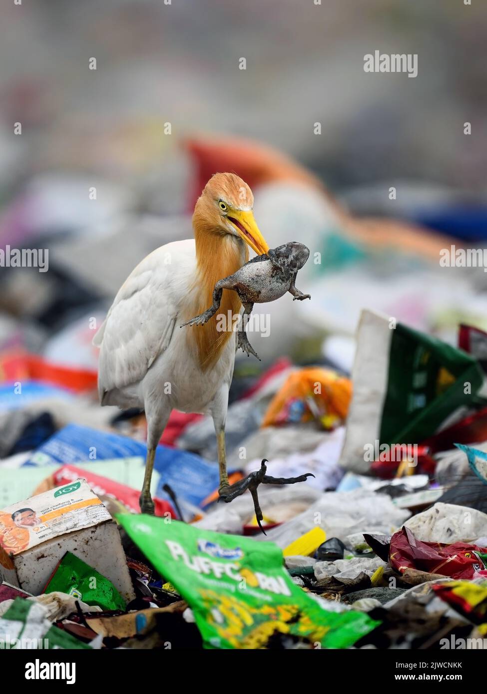 Questo uccello strappa una rana in una discarica. India: Un FOTOGRAFO ha documentato il destino delle rane senza fretta, tra cui essere mangiato da un serpente. Un'immagine Foto Stock