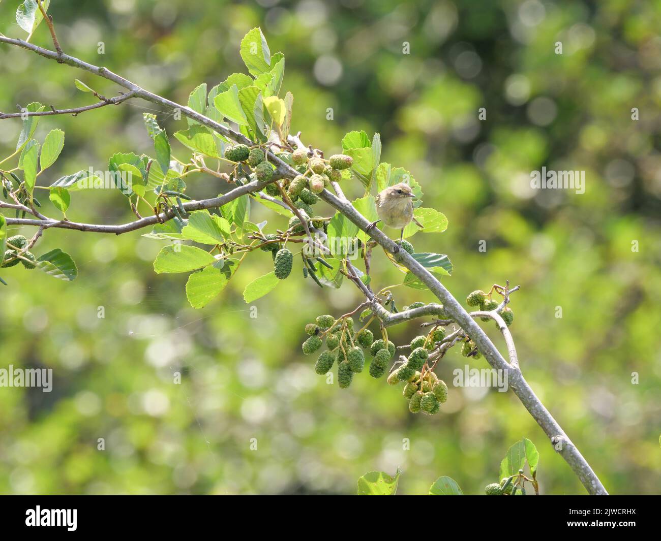 Un comune, chiffchaff Phylloscopus collybita siede su un ramo pronto a decollare Foto Stock