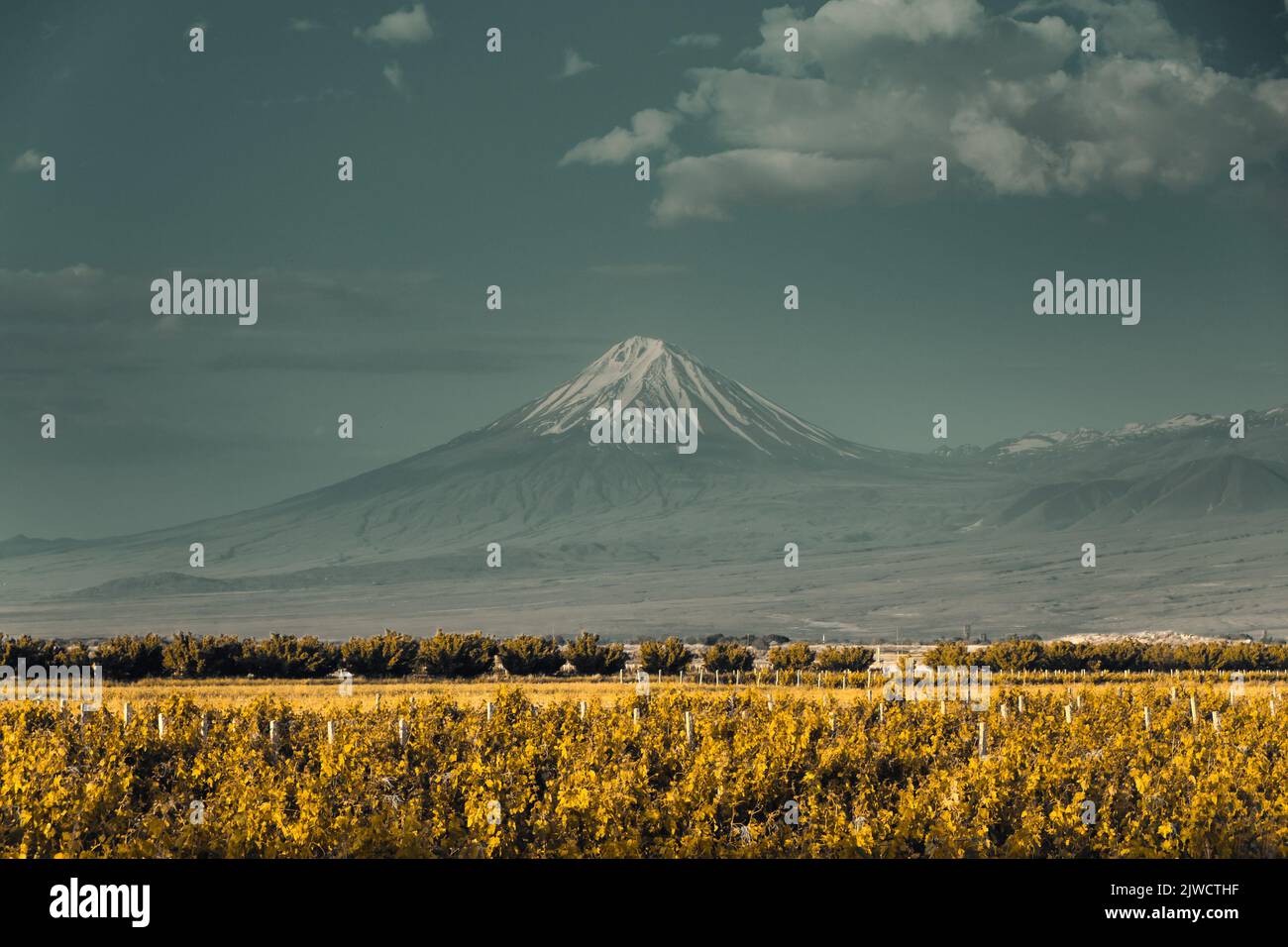 Ararat neve montagna picco giallo vigneto valle piantagione. Tramonto spettacolare, scena autunnale scura. Incredibile sfondo naturale. Bellissimo paesaggio naturale. Viaggio in Armenia. Filtro a toni vintage retro Foto Stock