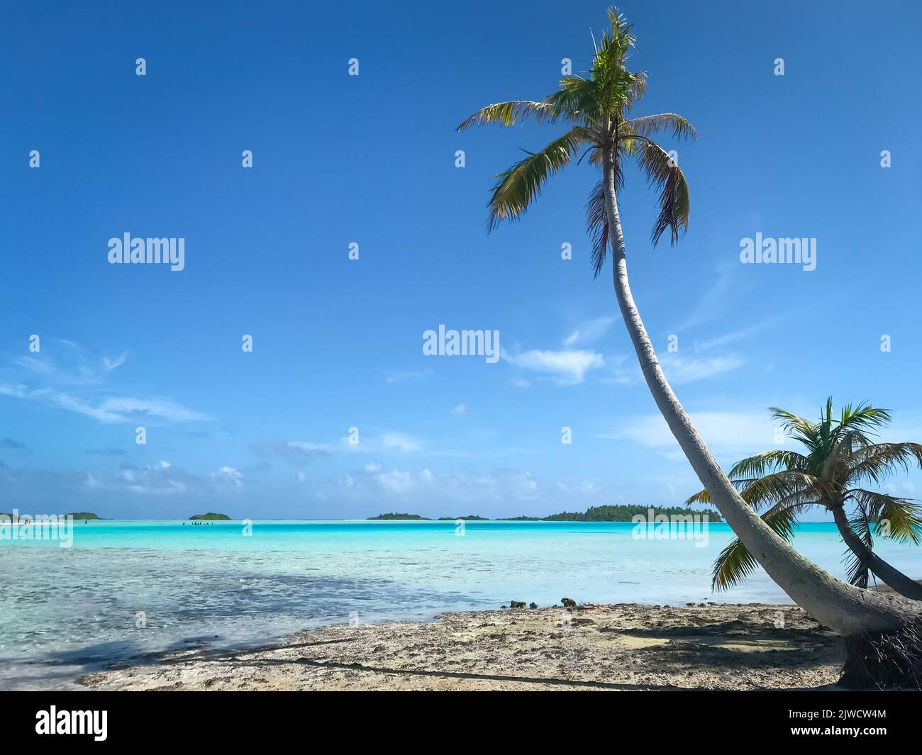Esotico paesaggio di palme da cocco, cielo blu. Oceano turchese, spiaggia di sabbia, vista mare tropicale. Impressionante mare colorato. Bellissimo paesaggio naturale. Popolare destinazione turistica, viaggi, vacanze Foto Stock