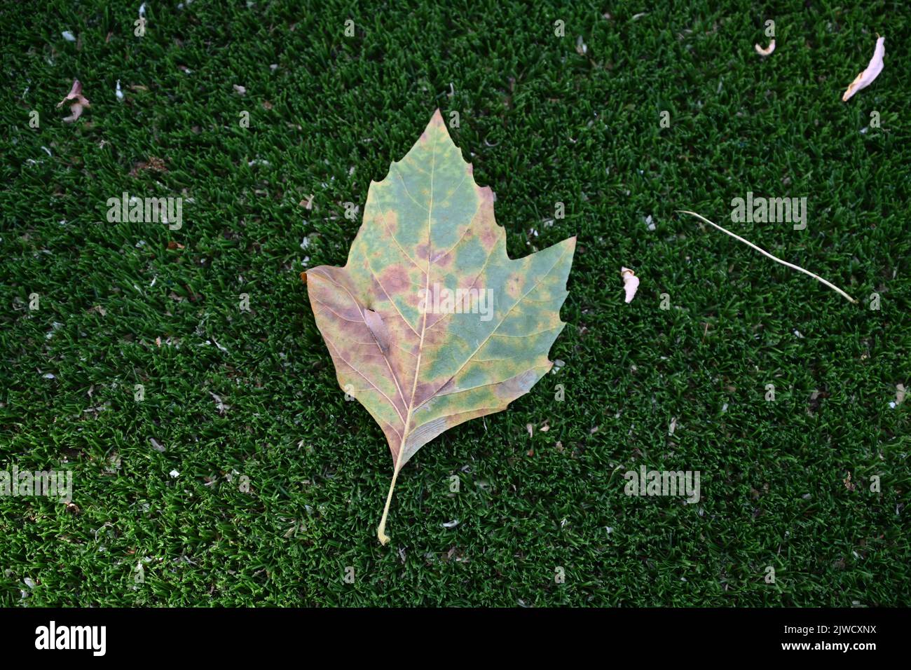 un acero verde come una foglia sull'erba Foto Stock