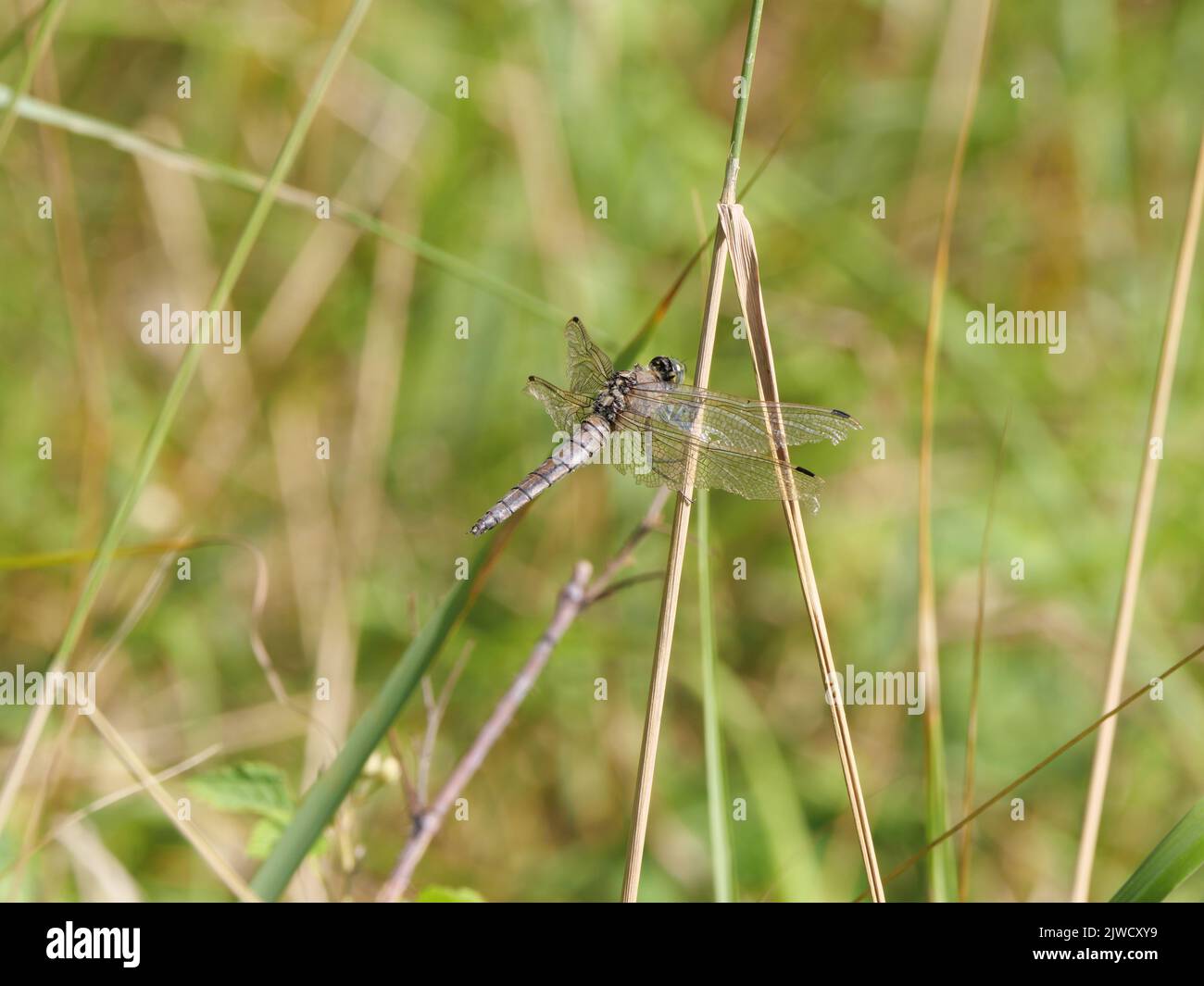 Orthetrum cancellatum è la più grande specie di libellula del genere Orthetrum della famiglia damselfly Foto Stock
