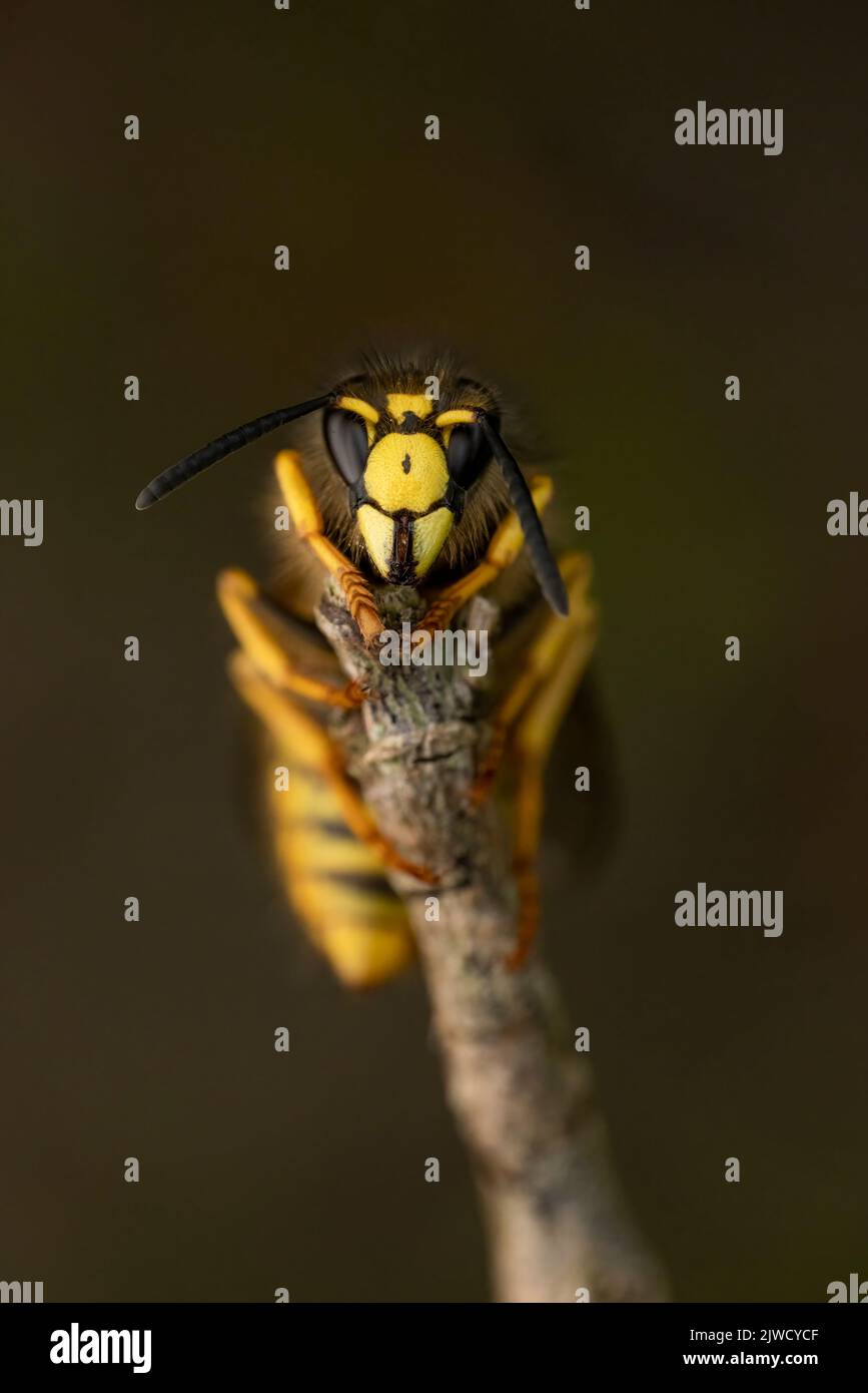 Una vista ravvicinata di una vespa comune, (Vespula vulgaris) Foto Stock