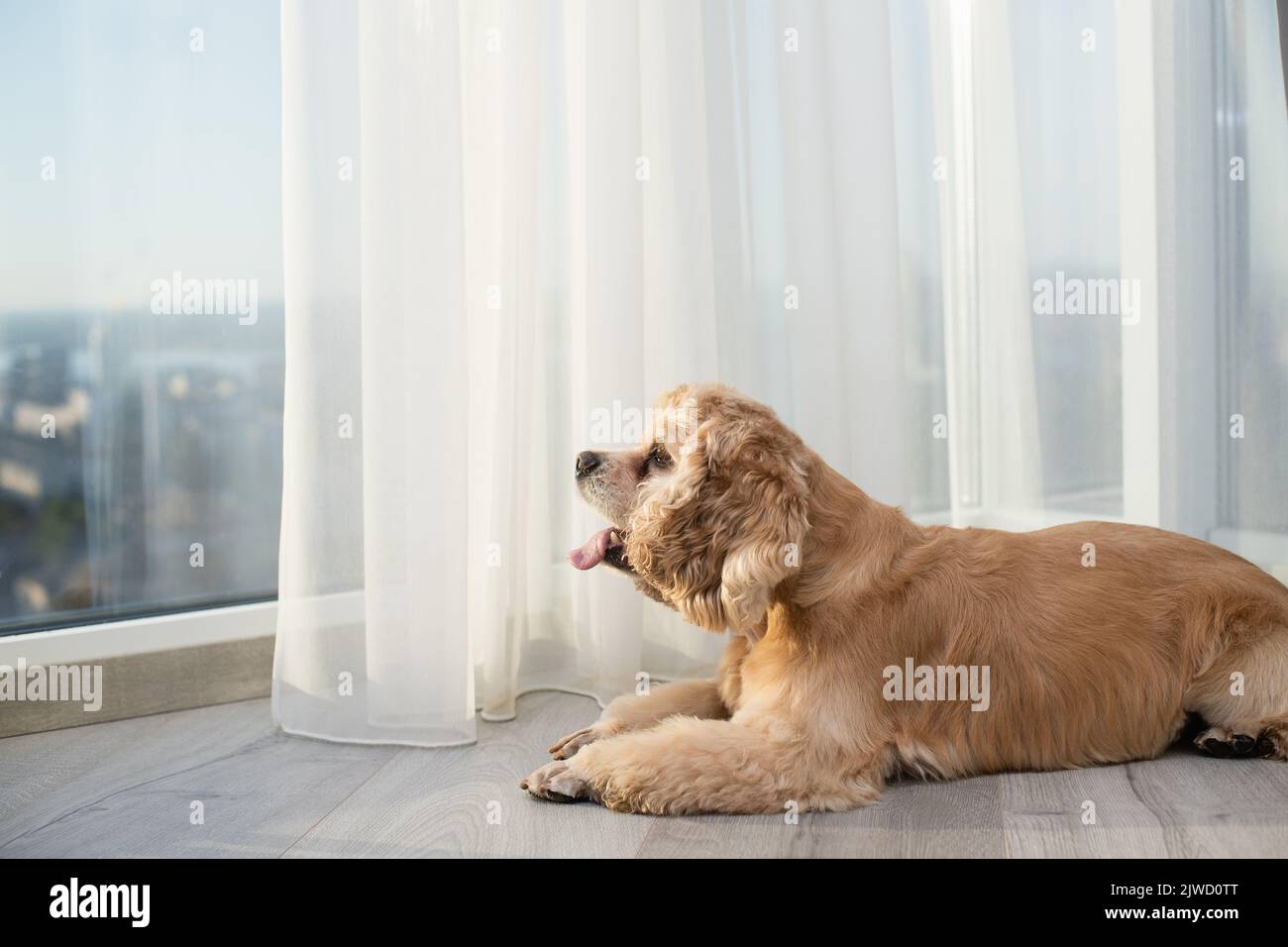 American Cocker Spaniel si trova sul pavimento e si affaccia sulla finestra. Foto Stock