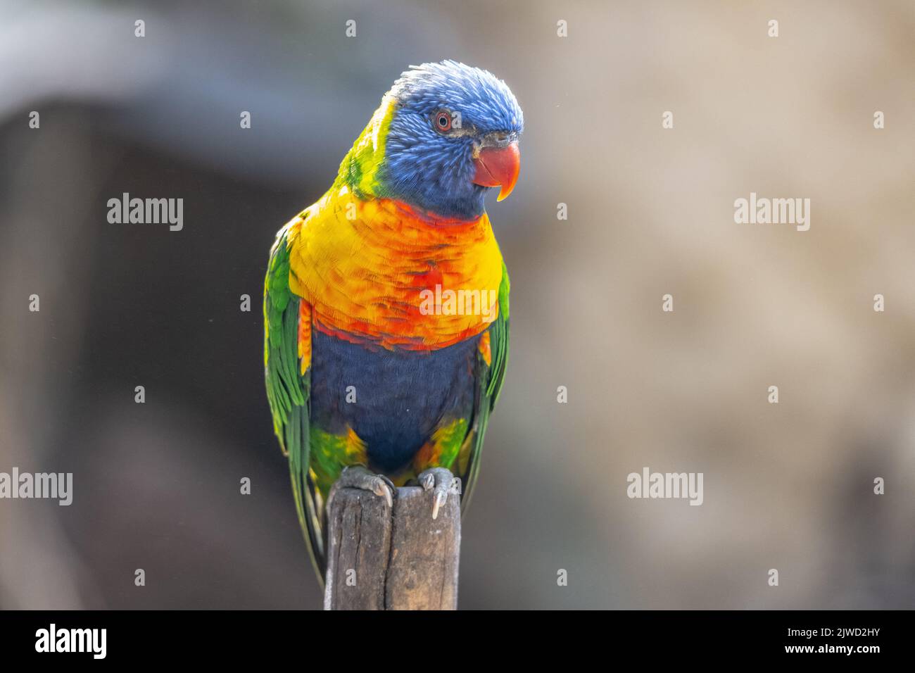 Rainbow Lorikeet - pappagallo colorato dall'Australia Foto Stock