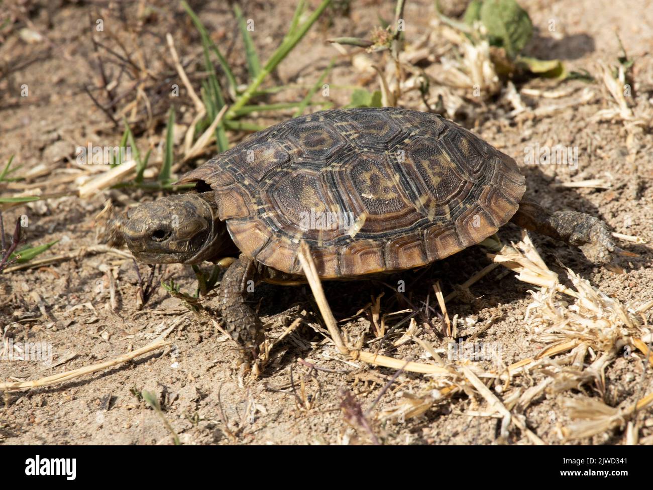 Una giovane tartaruga di Pancake. Una specie endemica dell'Africa orientale e gravemente minacciata dal commercio illegale di animali selvatici. Foto Stock