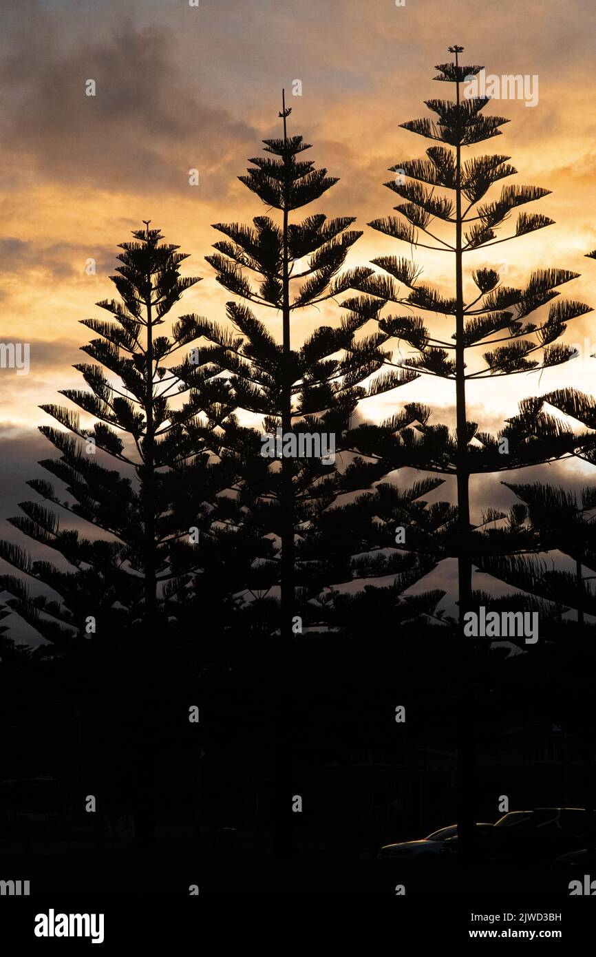 I pini giù alla spiaggia di Maroubra al tramonto Foto Stock