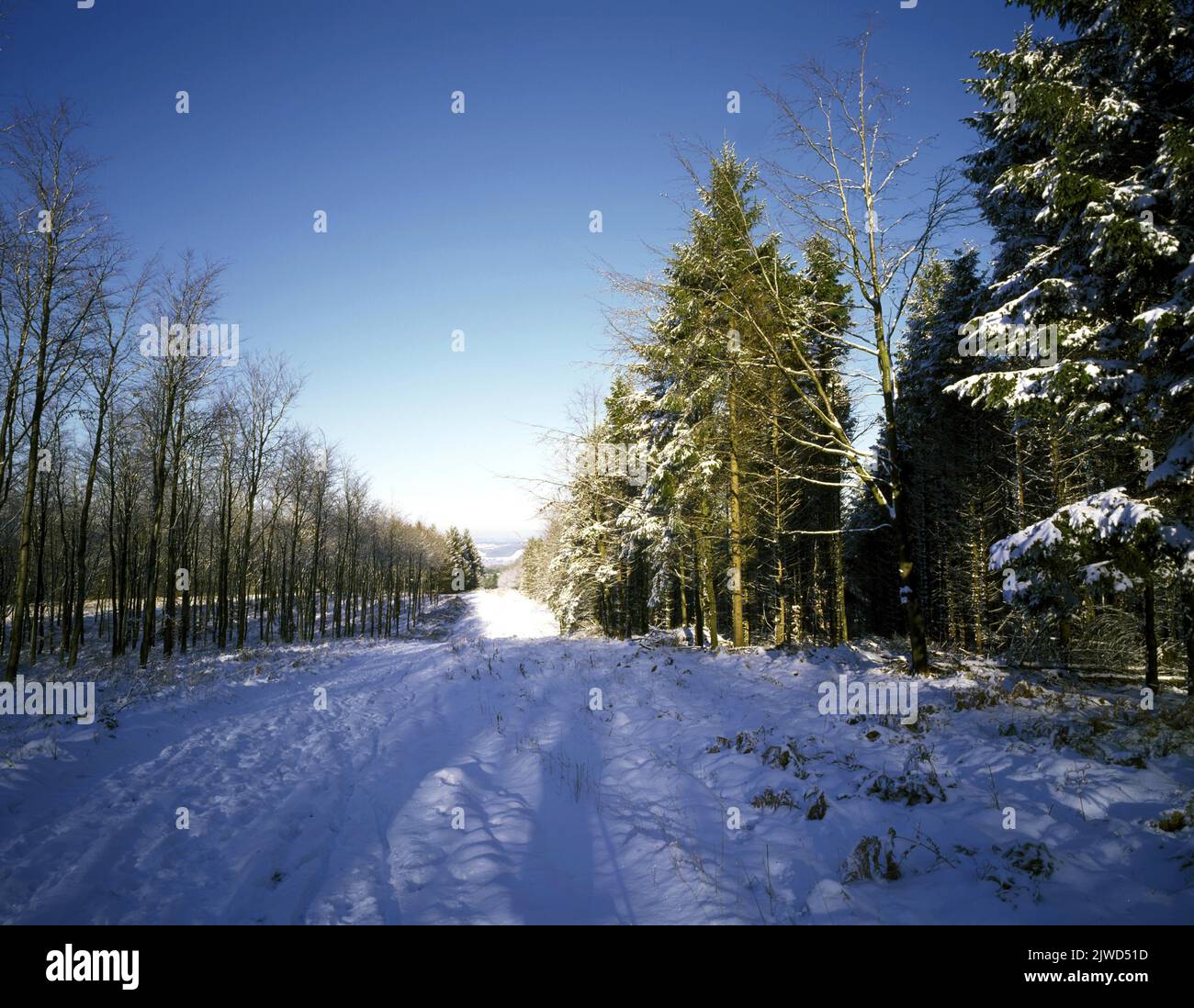Regno Unito, Inghilterra, Somerset, The Mendips in inverno Ref: ZB801 119927 0001 CREDIT OBBLIGATORIO: World Pictures/Photoscot, Credit:Jeny McMillan / Avalon Foto Stock