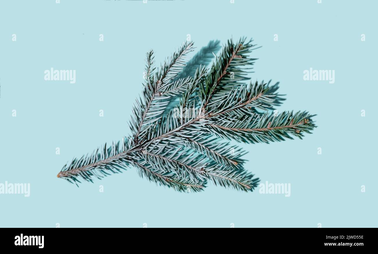 decorazioni natalizie ramo di pino blu naturale Foto Stock