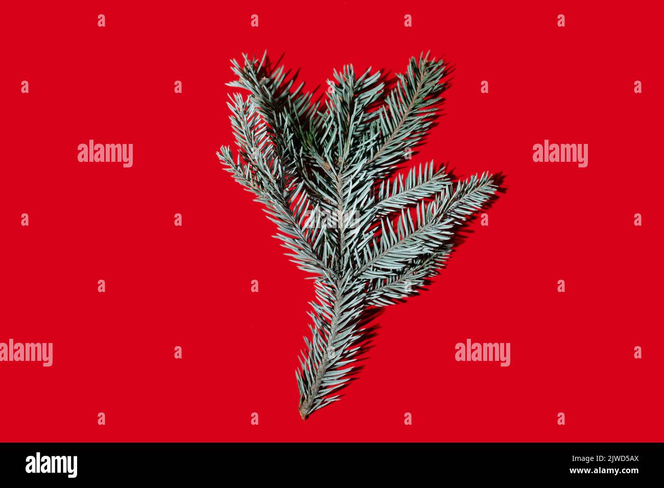 decorazioni natalizie pino ramo naturale blu rosso Foto Stock