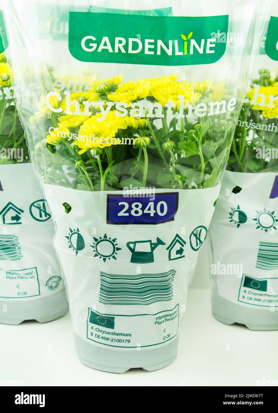 Gelbe Chrysanthemen von Gelenline im Topf mit Verpackung Foto Stock