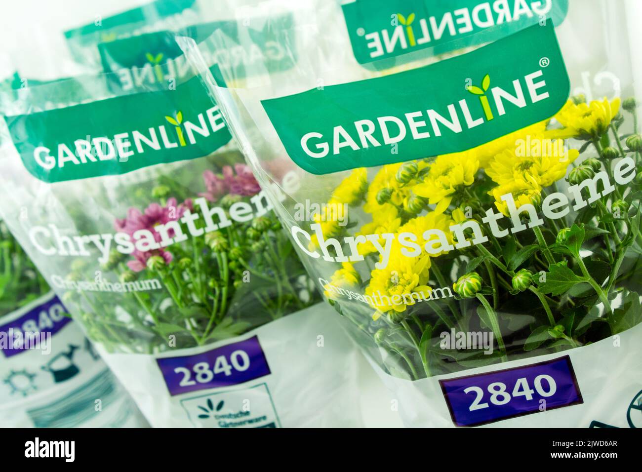 Gelbe Chrysanthemen von Gelenline im Topf mit Verpackung Foto Stock