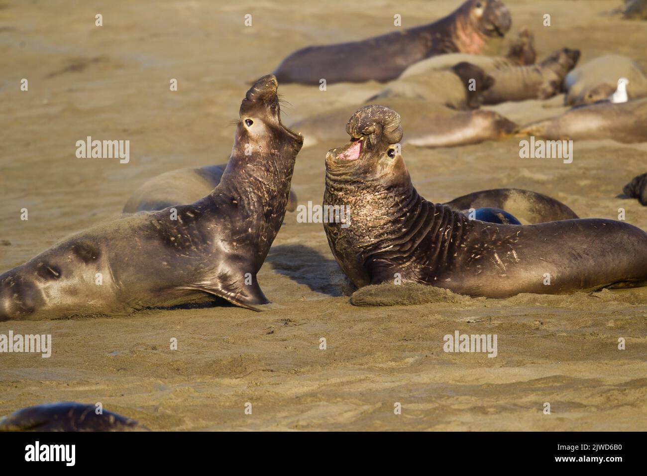 Northern guarnizione di elefante (Mirounga angustirostris). Noto anche come gli elefanti di mare. Grandi maschi di competere per il territorio e gli harem sulla spiaggia di Piedras B Foto Stock