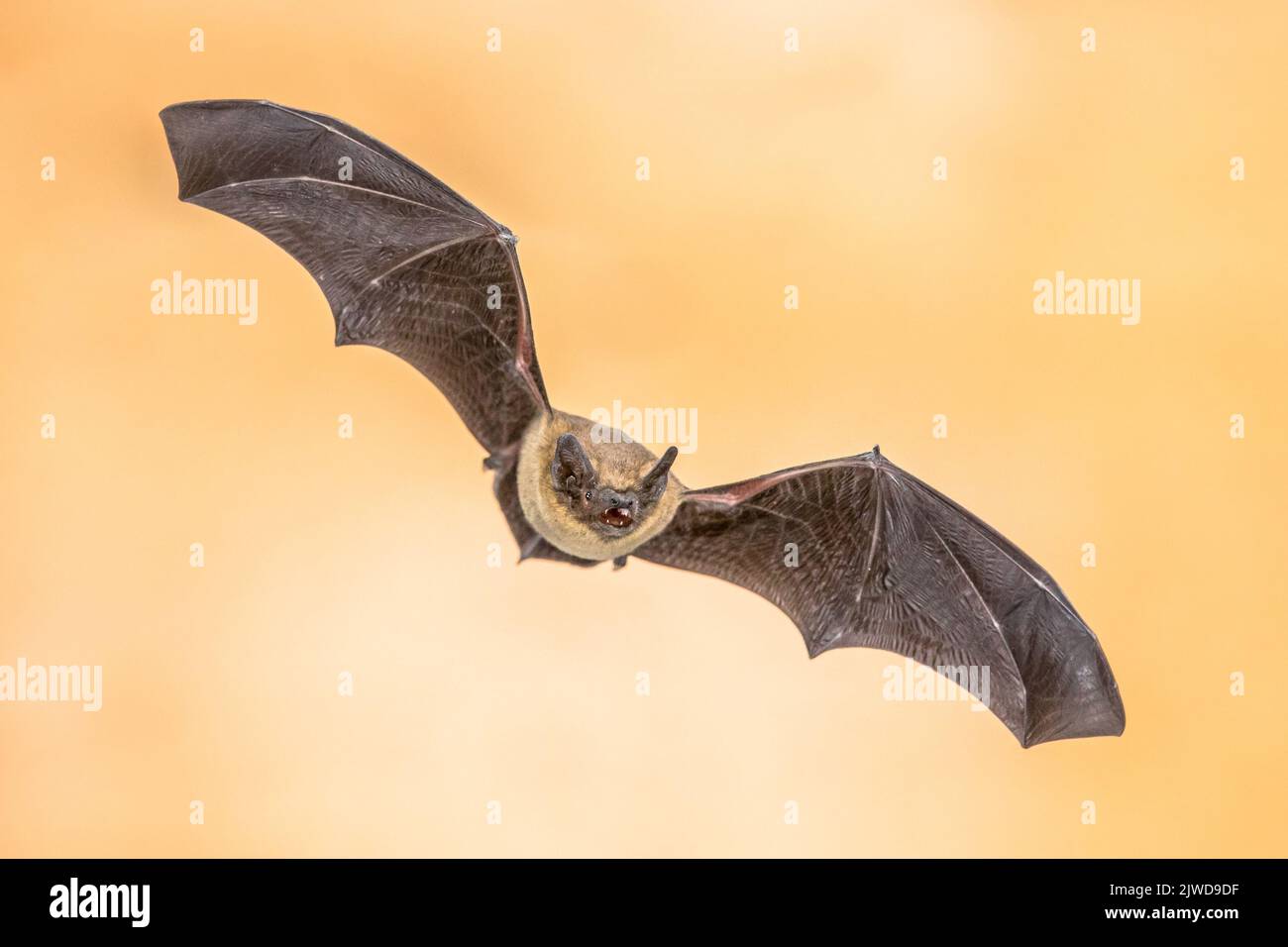 Pipistrelle bat (pipistrellus pipistrellus) primo piano di un animale volante in soffitta di casa su sfondo vivido. Questa specie è conosciuta per il roosting e il livv Foto Stock