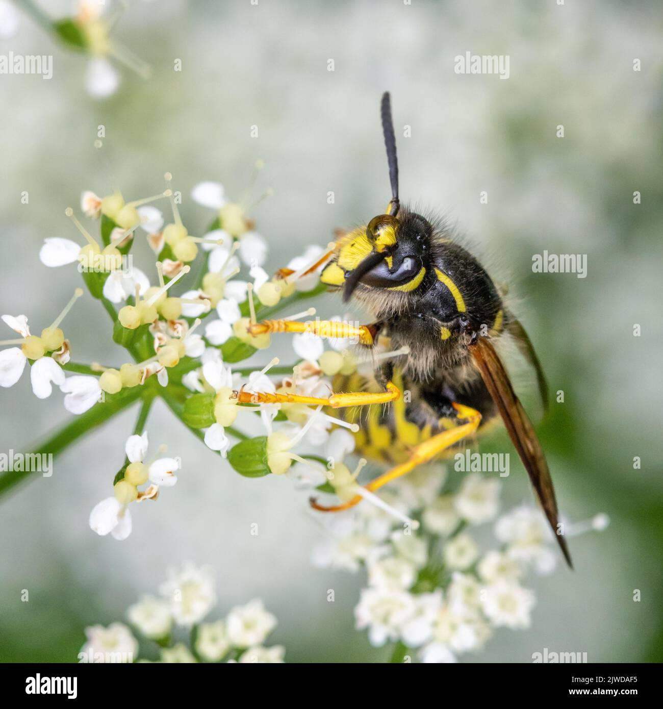 Vespa dell'albero (Dolichovespula sylvestris) su prezzemolo della mucca con una goccia di rugiada sulla relativa fronte che beve il nettare dagli umbelliers, Yorkshire, Inghilterra, Regno Unito Foto Stock