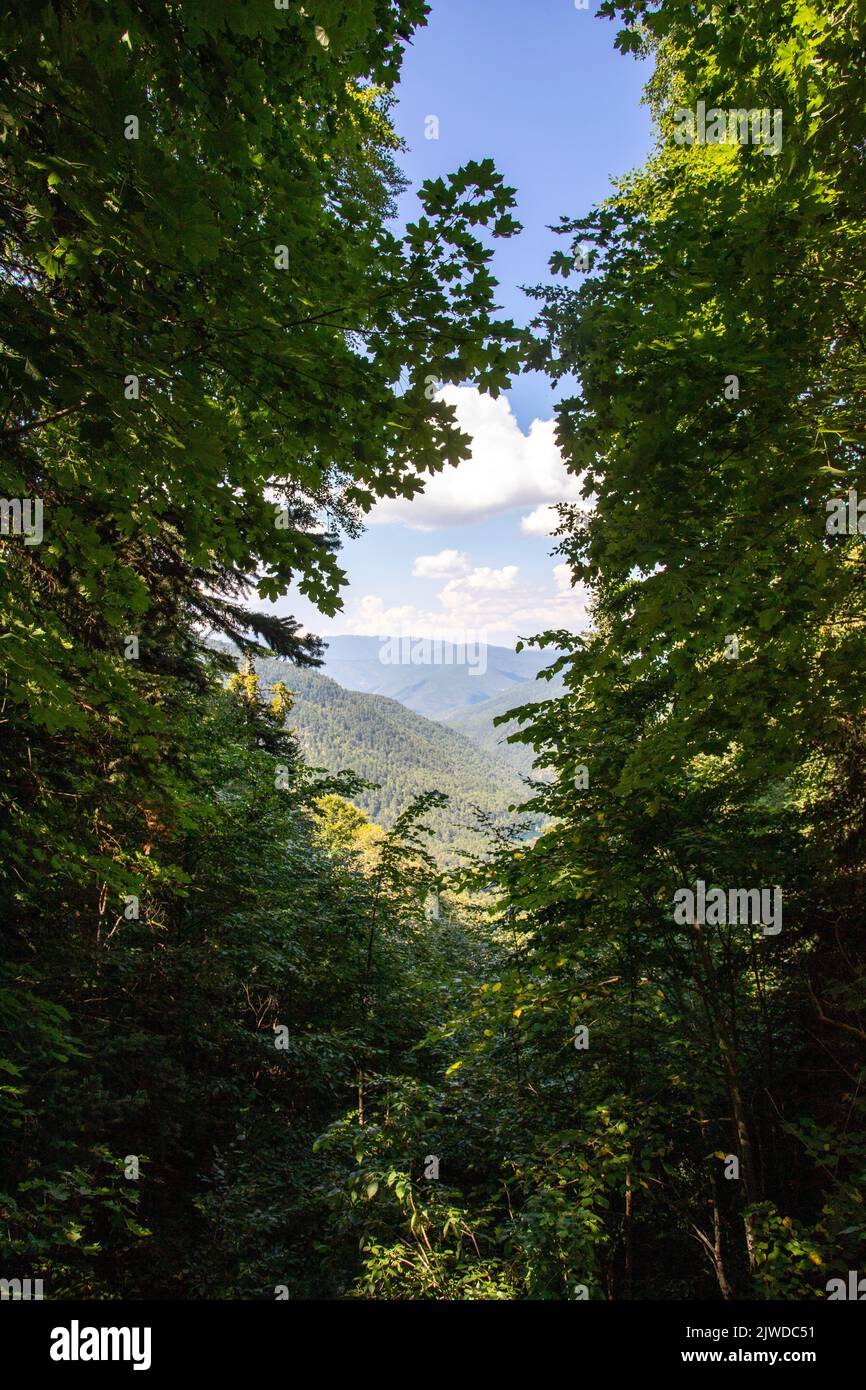 Immagine della foresta vista attraverso le foglie dell'albero. Immagine della foresta scattata in tempo nuvoloso Foto Stock