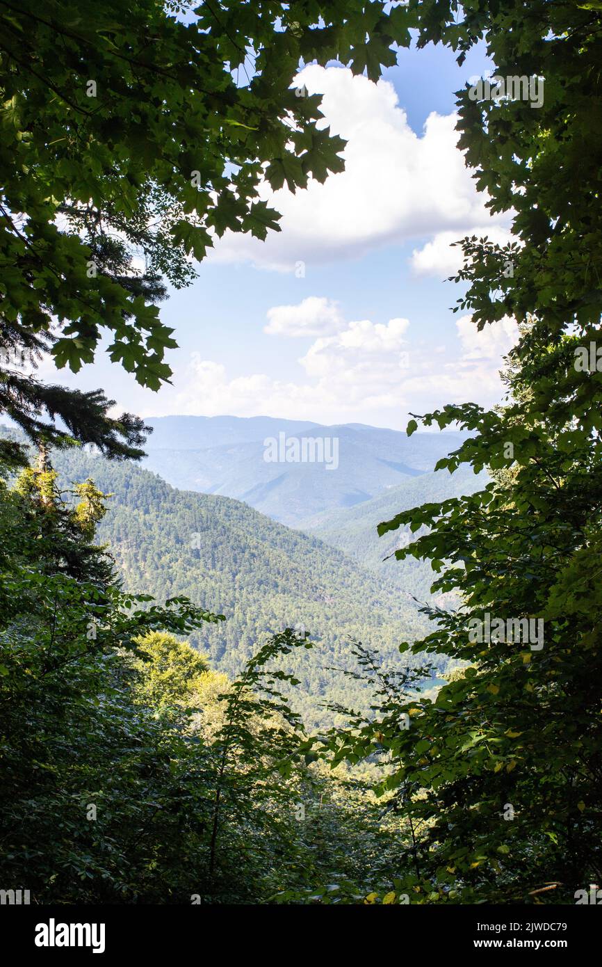 Immagine della foresta vista attraverso le foglie dell'albero. Immagine della foresta scattata in tempo nuvoloso Foto Stock