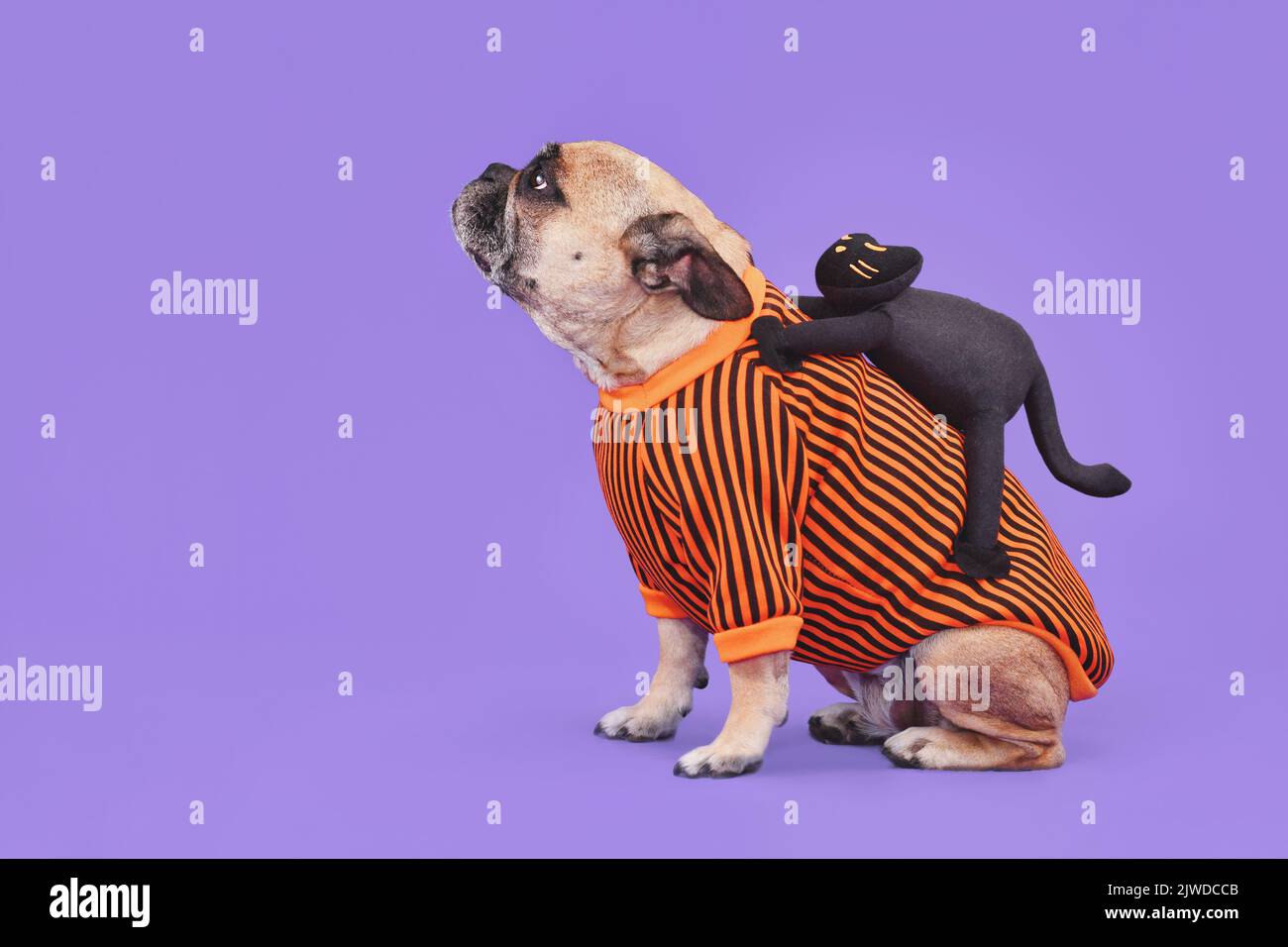 Costume divertente del cane di Halloween. Bulldog francese con gatto nero spoky che cavalca sulla schiena su sfondo viola con spazio copia Foto Stock