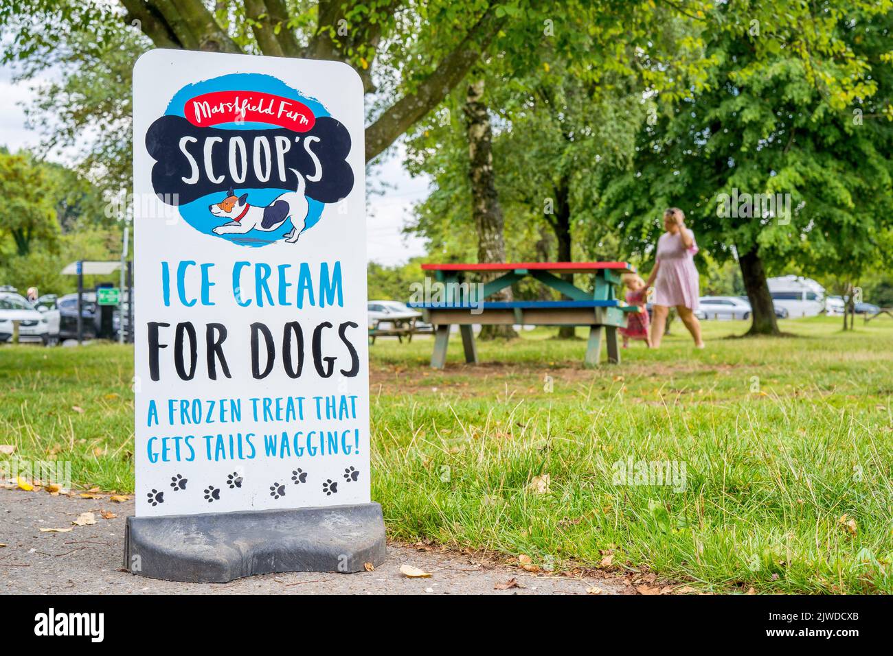 Primo piano nel parco pubblico del Regno Unito che vende gelati Scoop's appositamente fatti per i cani! Foto Stock