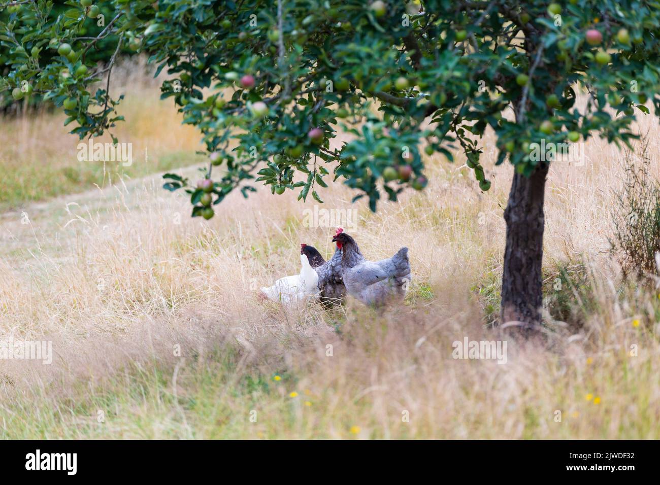 Free Range galline biologiche o polli sotto l'albero di mele in campagna Foto Stock