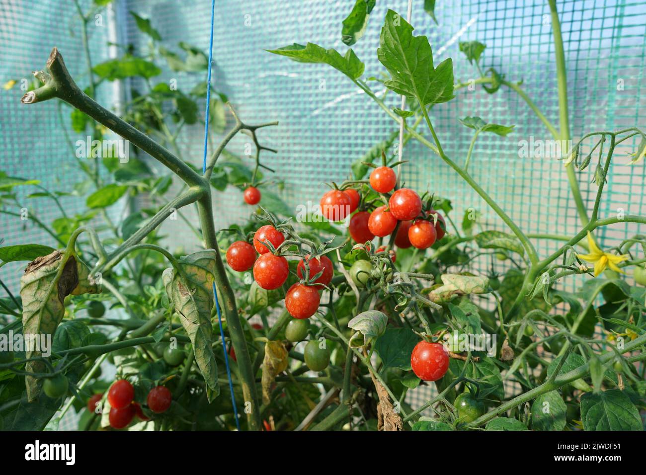 Piccoli pomodori in serra in giardino Foto Stock