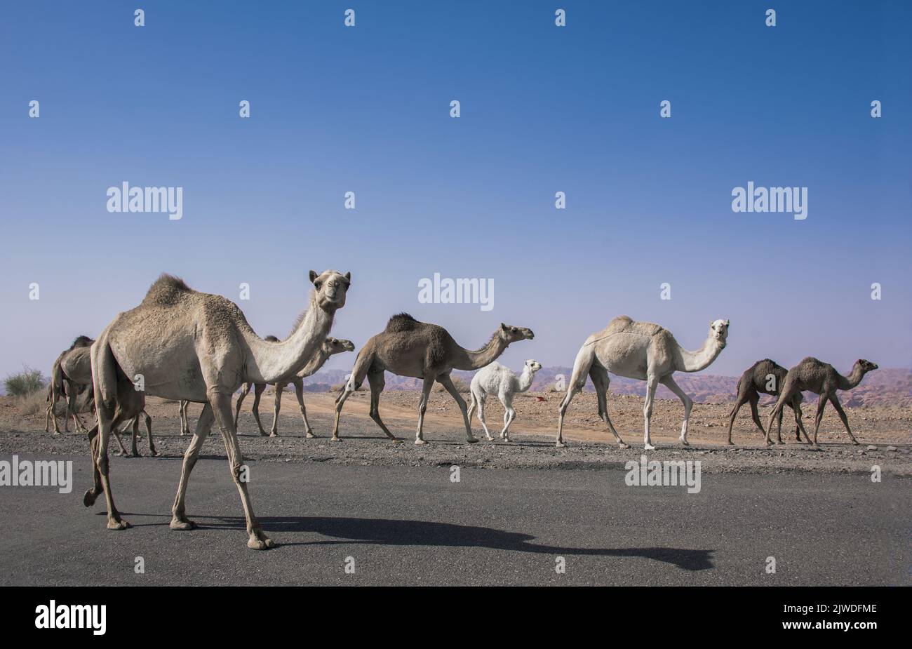 Cammelli selvatici Provincia di Tabuk Arabia Saudita Foto Stock