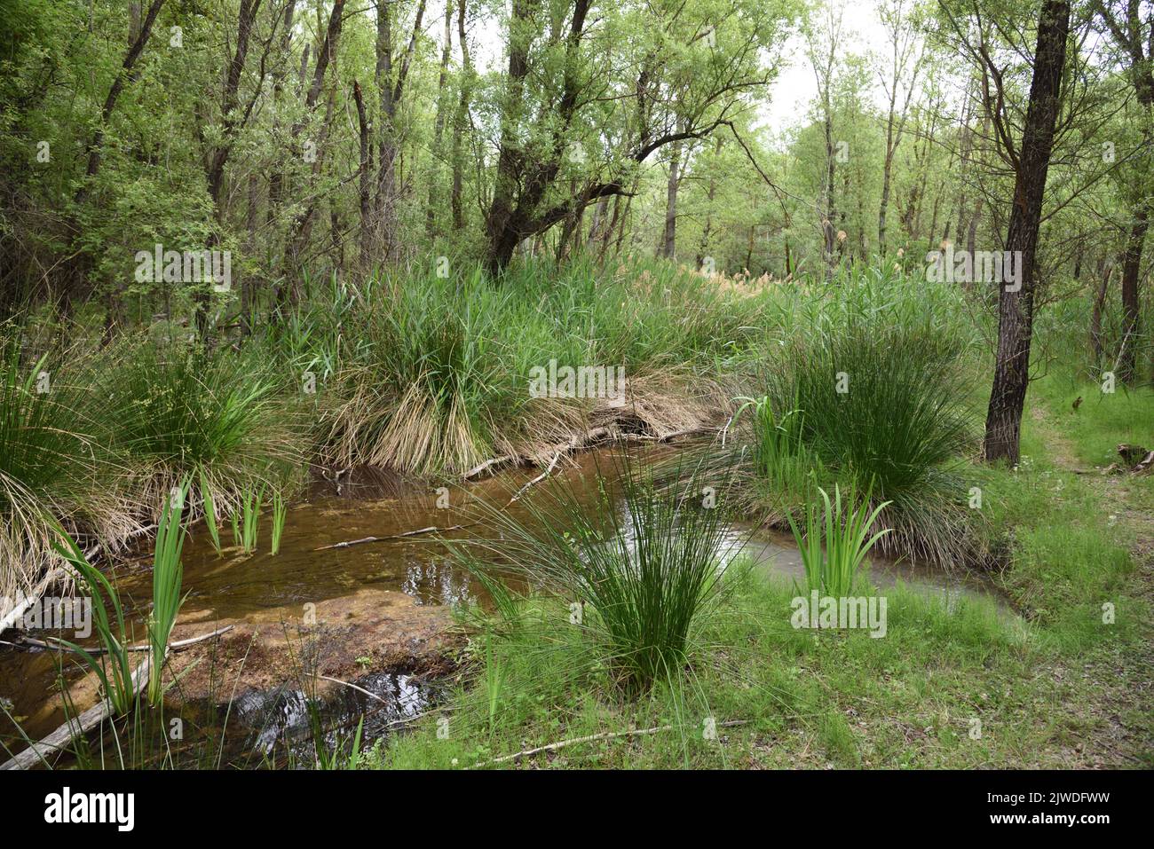 La cause River & Reeds o Reed Beds nella riserva naturale del monte Sainte Victoire vicino a le Tholonet Aix-en-Provence Provenza Francia Foto Stock