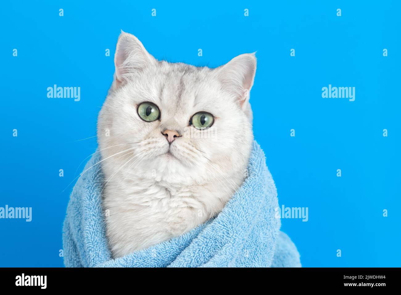 Adorabile gatto bianco carino, dopo il bagno, avvolto in un asciugamano blu Foto Stock
