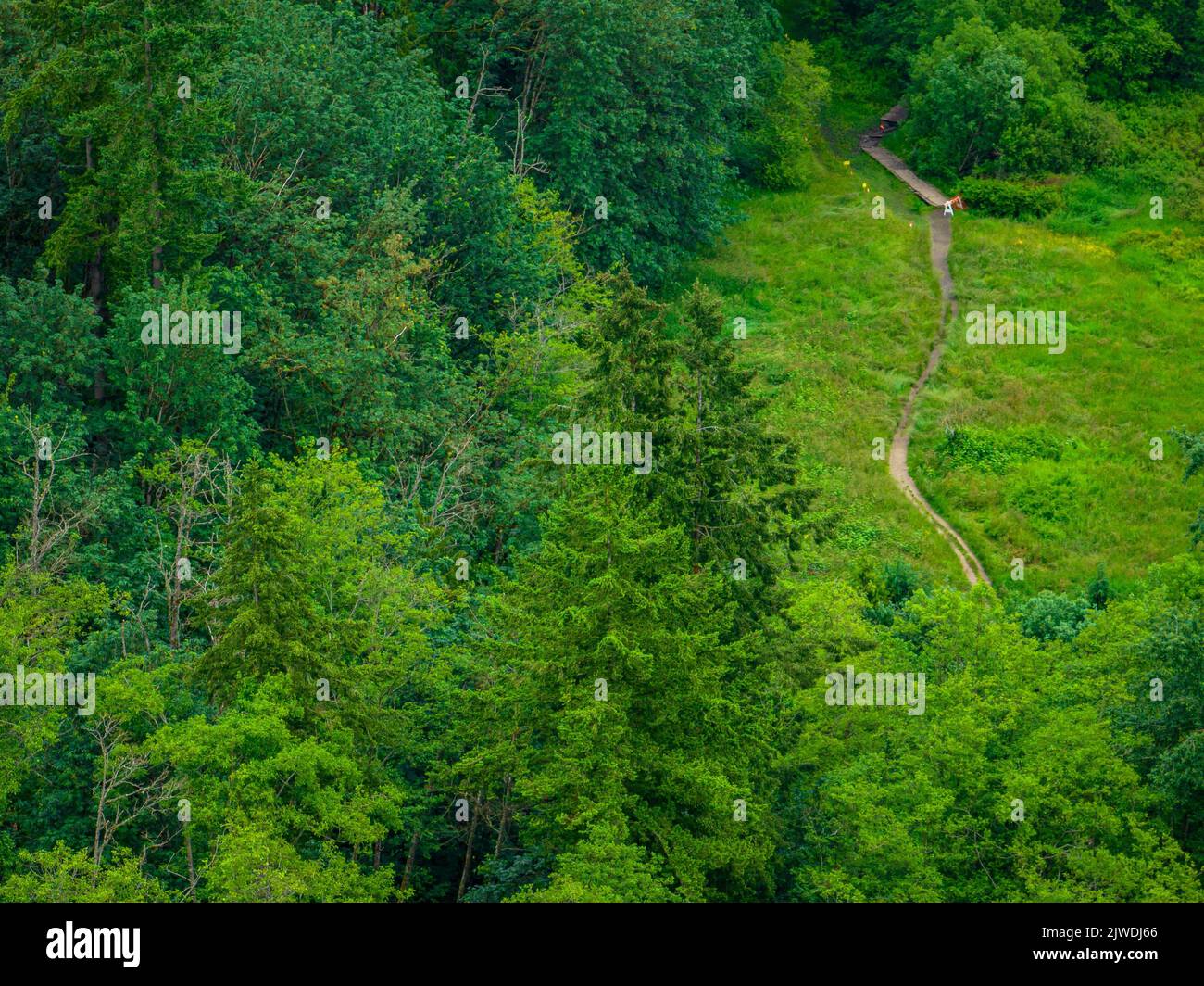 Una vista aerea di un sentiero in una fitta foresta verde Foto Stock