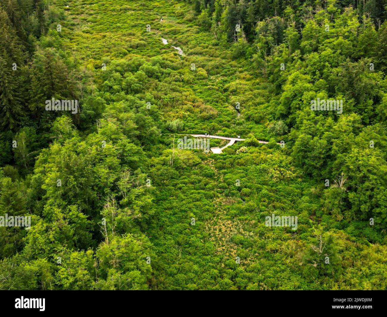 Una vista aerea di fitti alberi verdi nel Parco Regionale di Campbell Valley, Canada Foto Stock