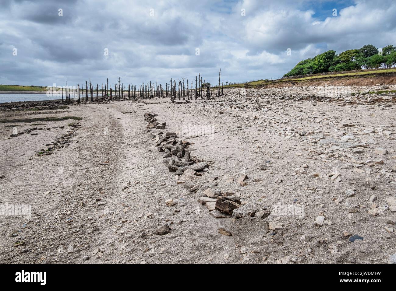 I resti di vecchi alberi morti e di un vecchio muro esposti dalla caduta dei livelli di acqua causata da condizioni di siccità gravi al lago Colliford Reservoir a Bodmi Foto Stock