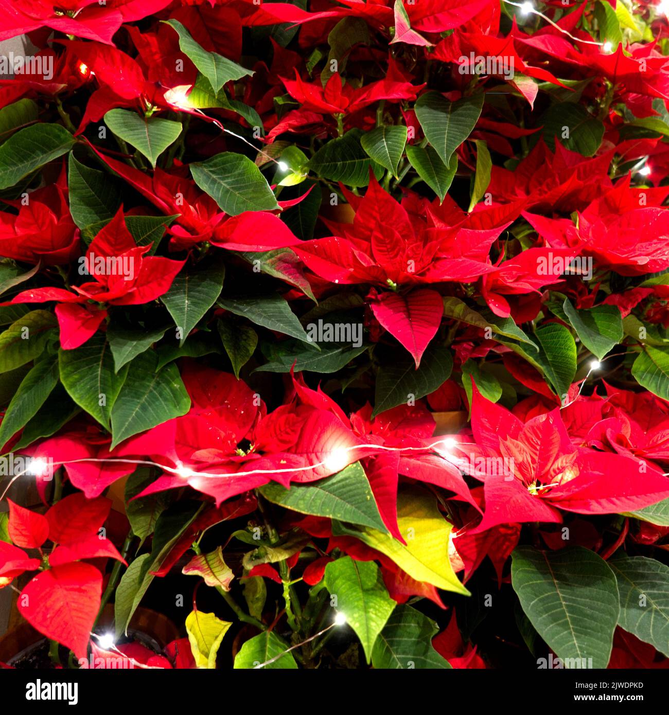 Decorazione fatta di poinsettia (Euphorbia pulcherrima) e luci di natale Foto Stock