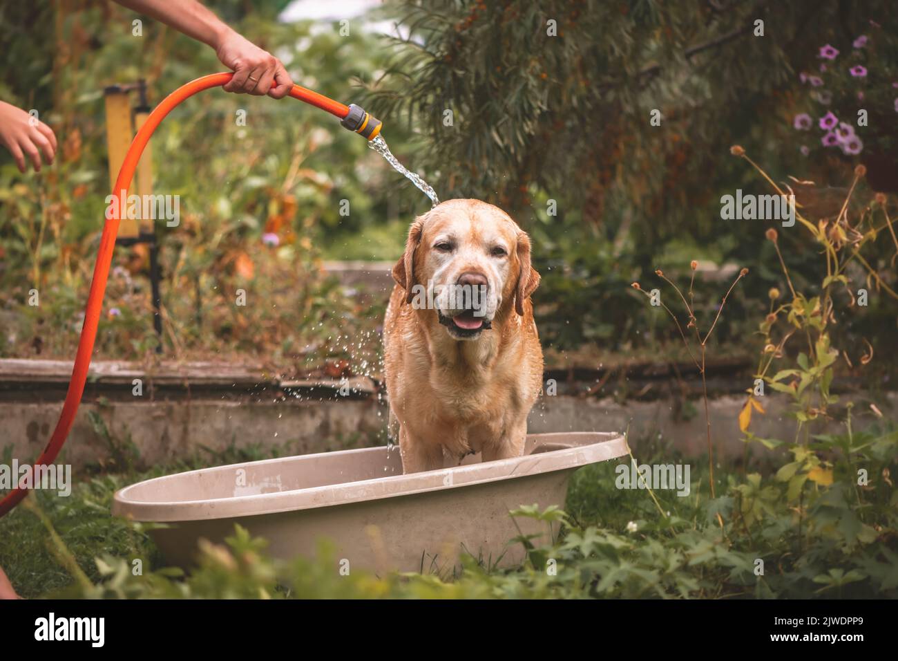 L'adorabile cane Labrador fawn nelle giornate calde è annaffiato da una manichetta all'aperto Foto Stock