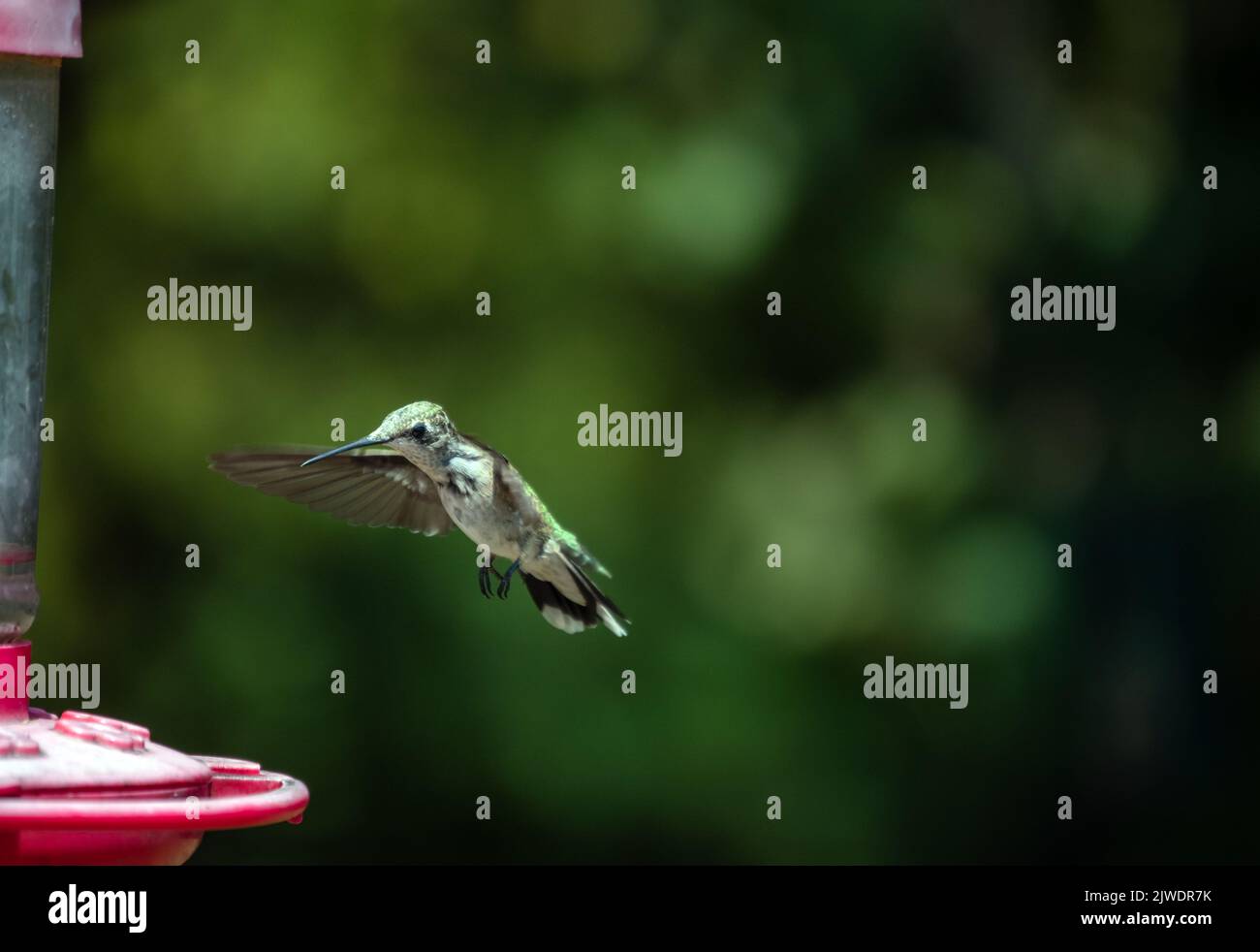 Un colibrì vola verso l'alimentatore di nettare in attesa. Le ali sono in movimento e i piedi sono pronti a fare atterraggio. Bella pubblicità per l'alimentazione del colibrì r Foto Stock
