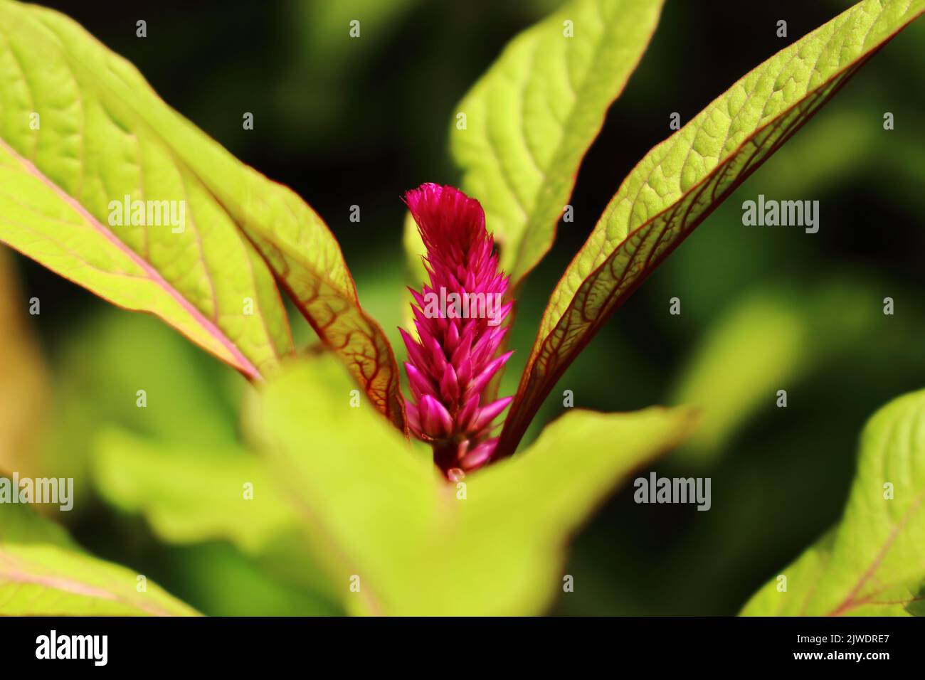 Un primo piano di un fiore rosso piumato di cockscomb con foglie verdi in un giardino alla luce del giorno Foto Stock