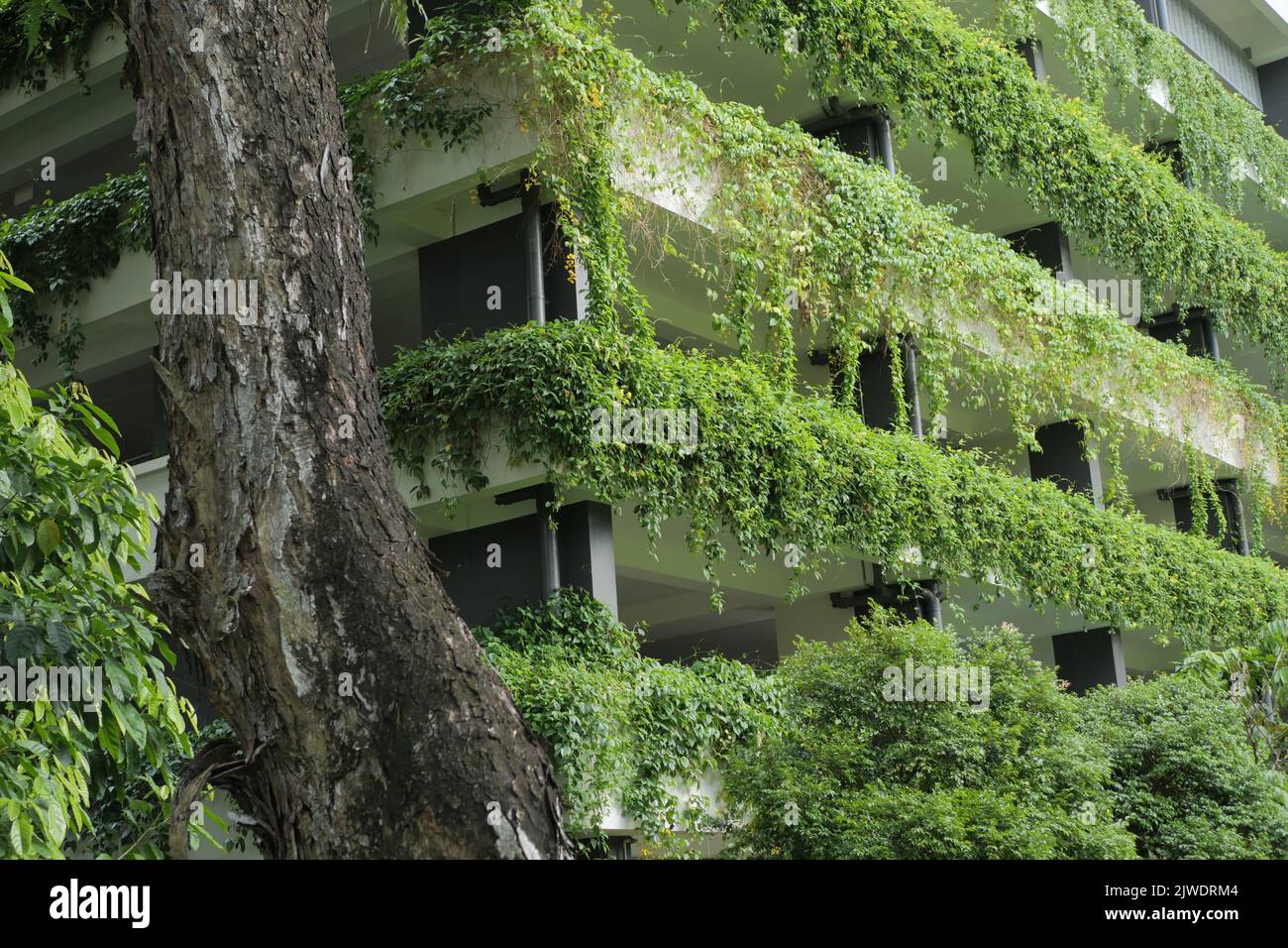 edificio con piante che crescono sulla facciata Foto Stock