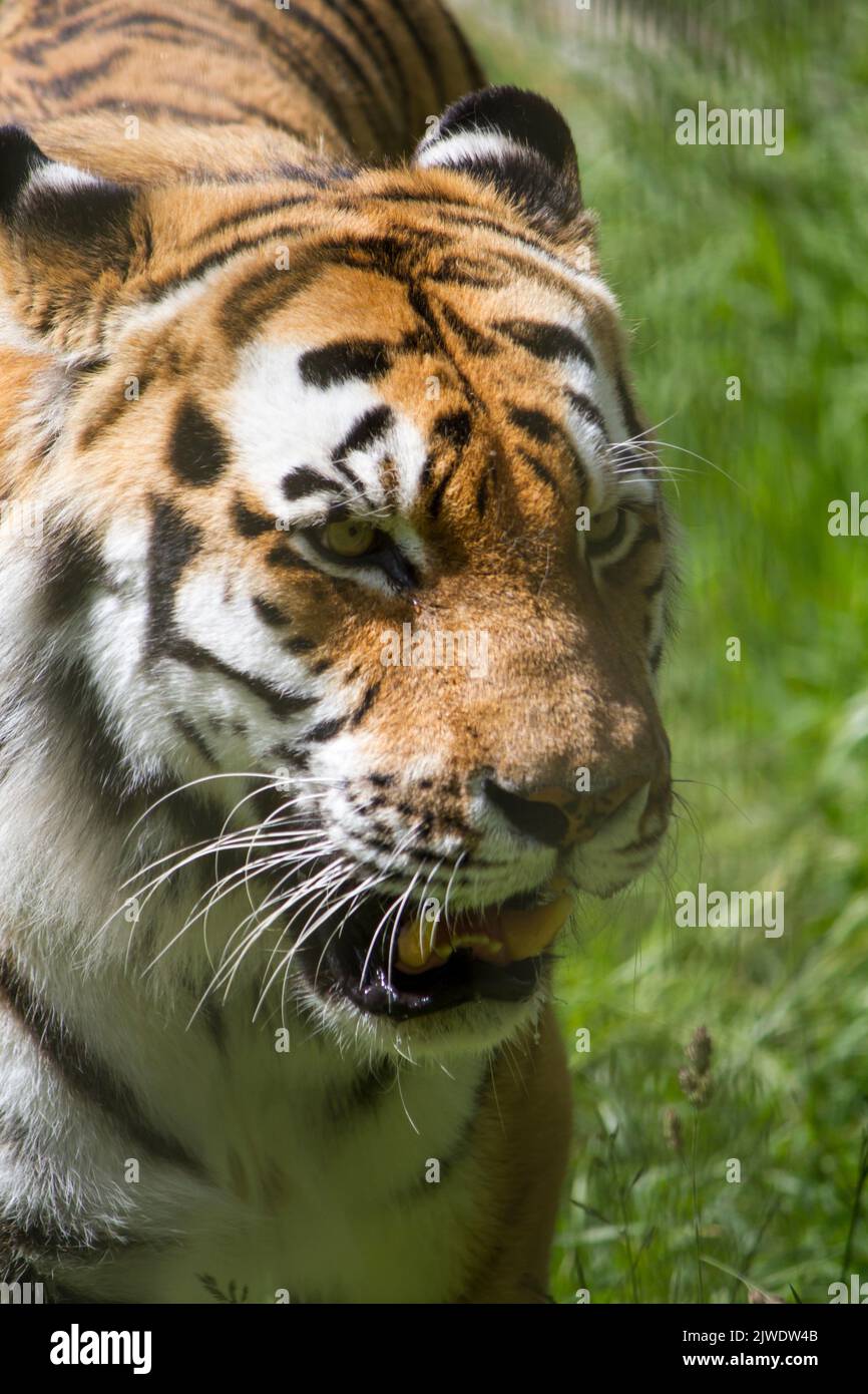 Un primo piano verticale della tigre di Amur nella foresta pluviale Foto Stock