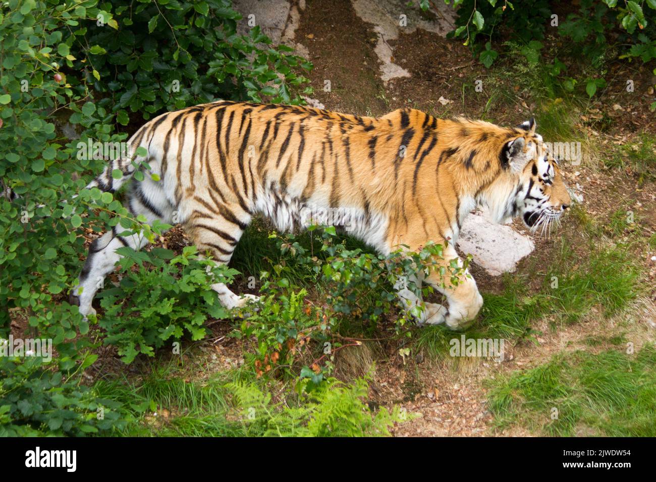 Una vista laterale della tigre di Amur che si aggira nella foresta pluviale Foto Stock