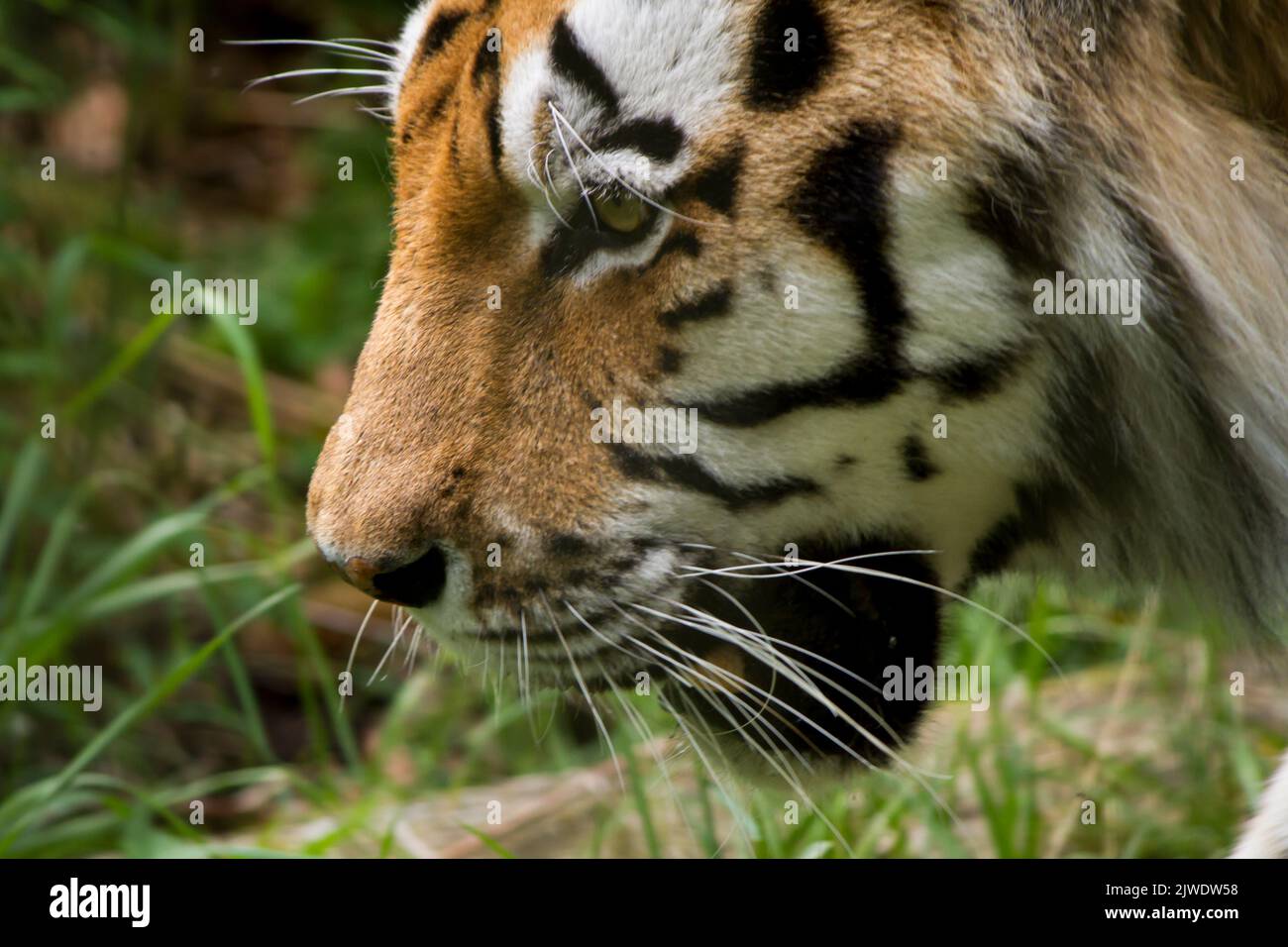 Un primo piano di tigri di Amur si trova nella foresta pluviale Foto Stock