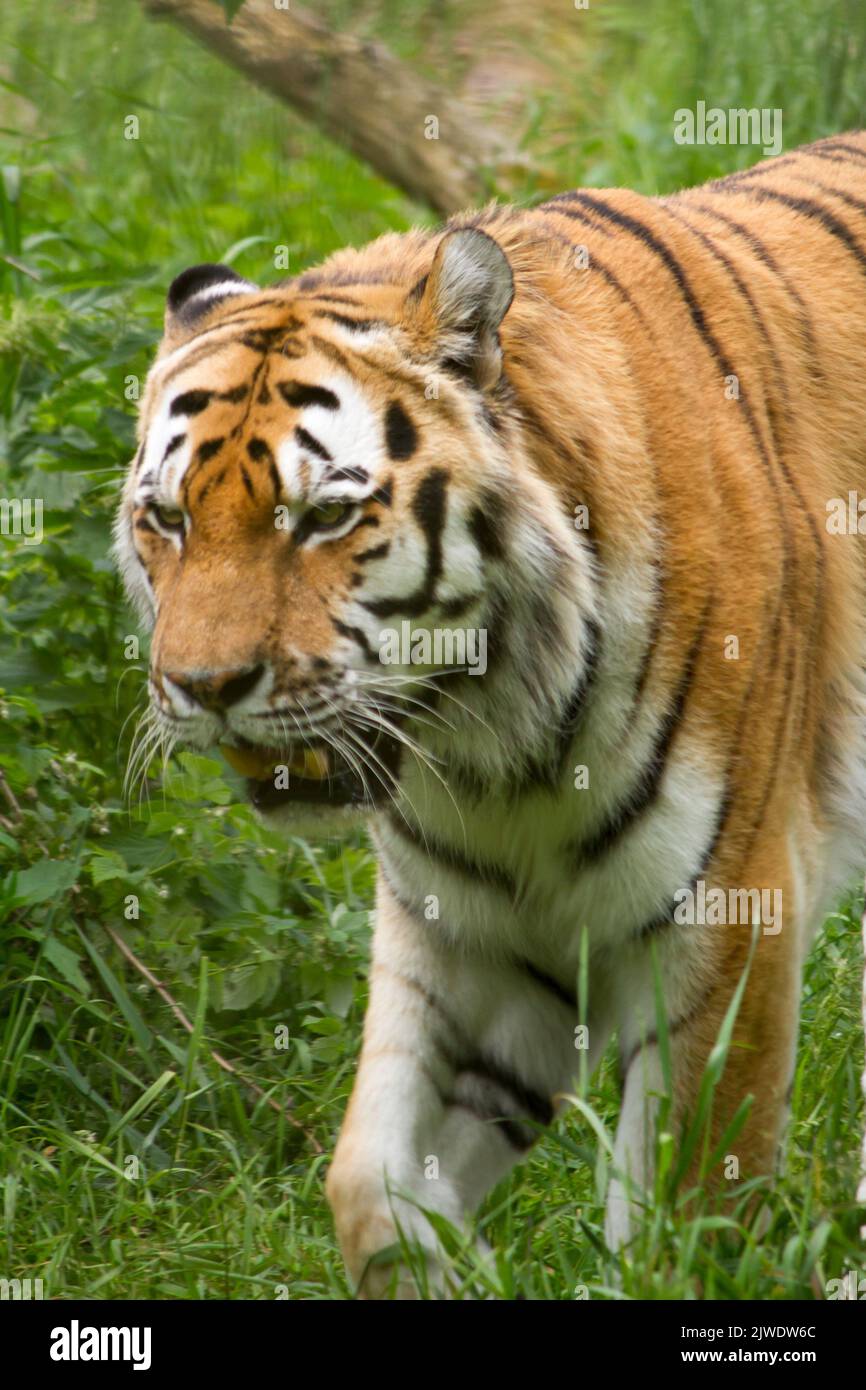Una tigre di Amur che si aggira nella foresta pluviale Foto Stock