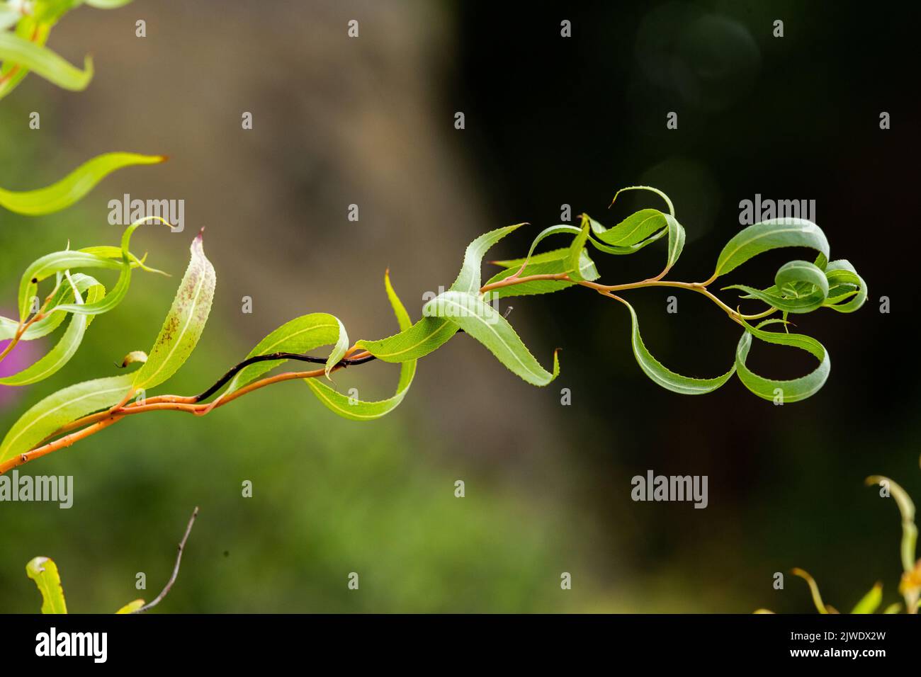 Salix 'ricci dorati' - un grande arbusto con foglie strette e steli rossi. (willow 'Erythroflexuosa'). Foto Stock