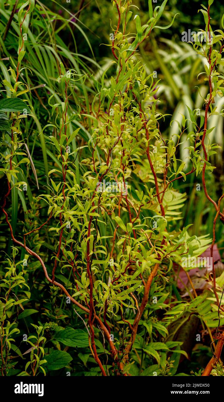 Salix 'ricci dorati' - un grande arbusto con foglie strette e steli rossi. (willow 'Erythroflexuosa'). Foto Stock
