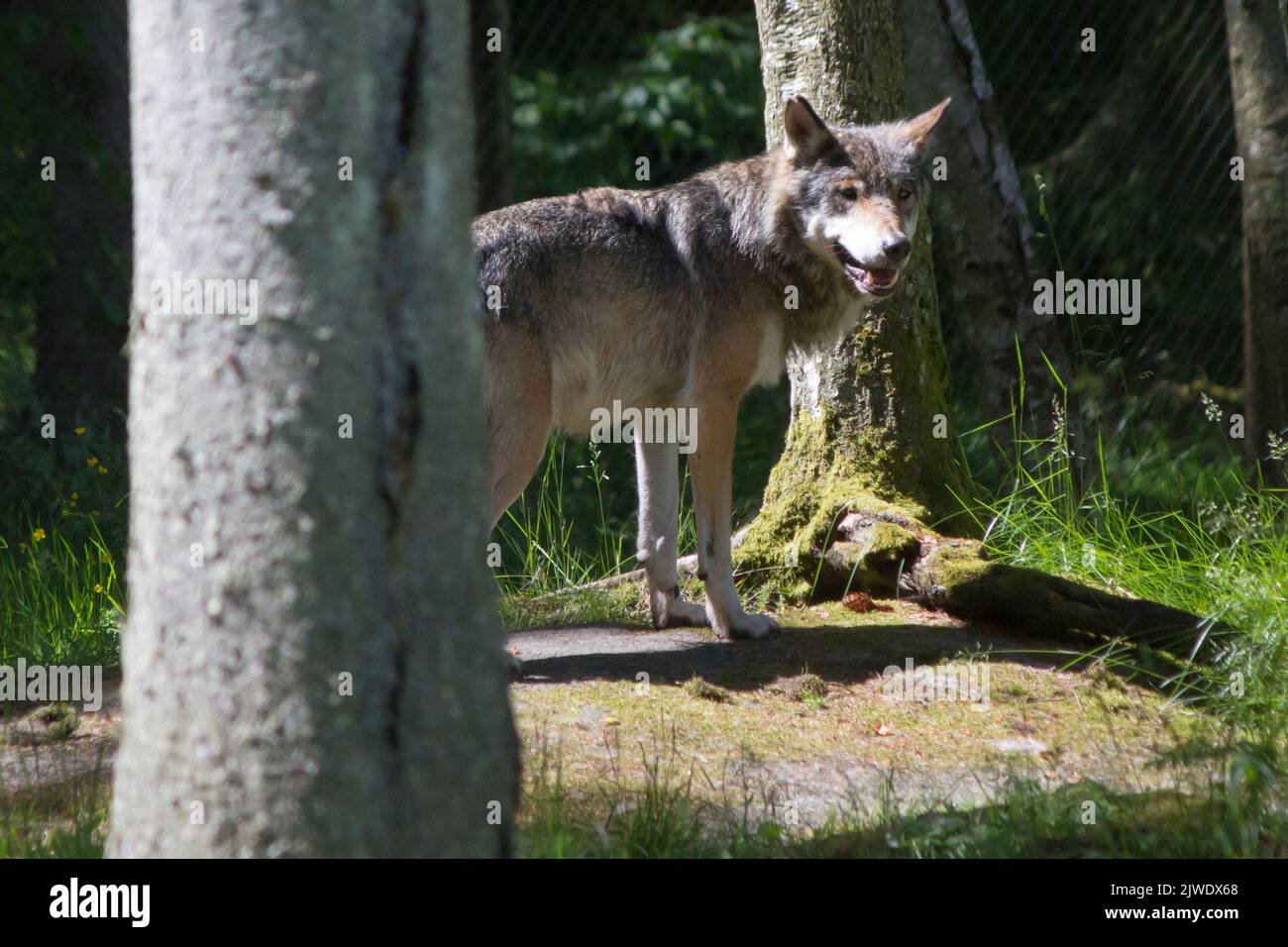 Un lupo eurasiatico con bocca aperta che guarda indietro la macchina fotografica nel parco svedese Foto Stock