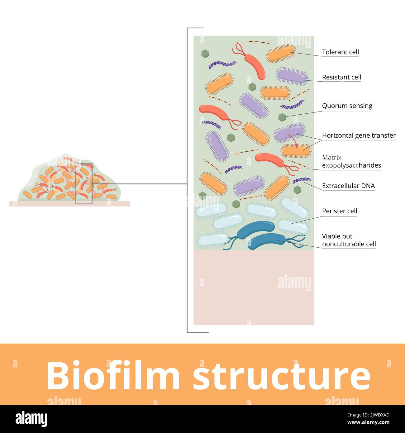 Struttura del biofilm. La struttura è composta da persistenti di cellule attive (resistenti e tolleranti) e vitali ma non coltivabili, nonché polisaccaridi Illustrazione Vettoriale