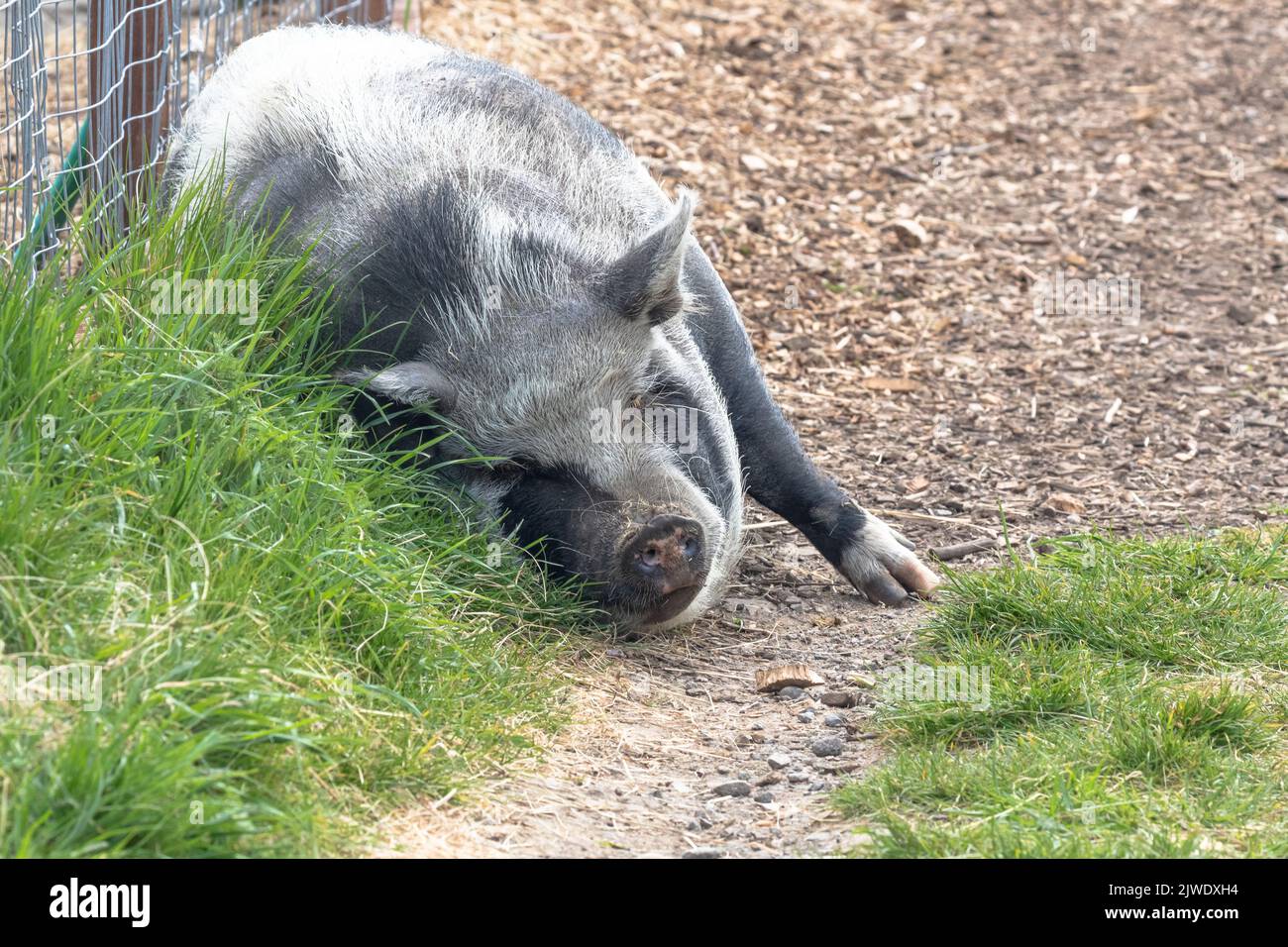 Un maiale domestico bianco e nero addormentato a lato di una corsia. Foto Stock